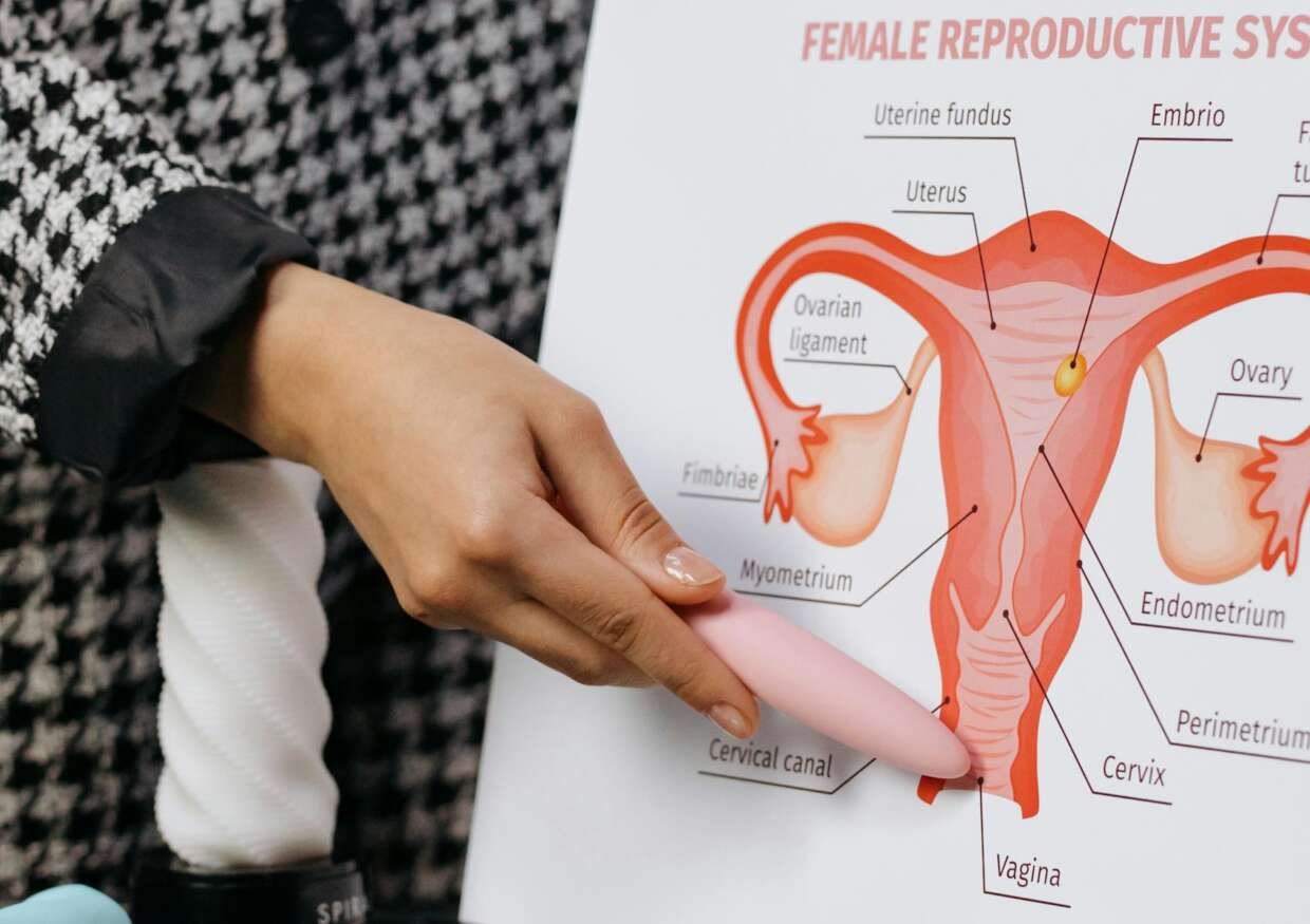 A person presents a detailed diagram of the female reproductive system on a whiteboard.