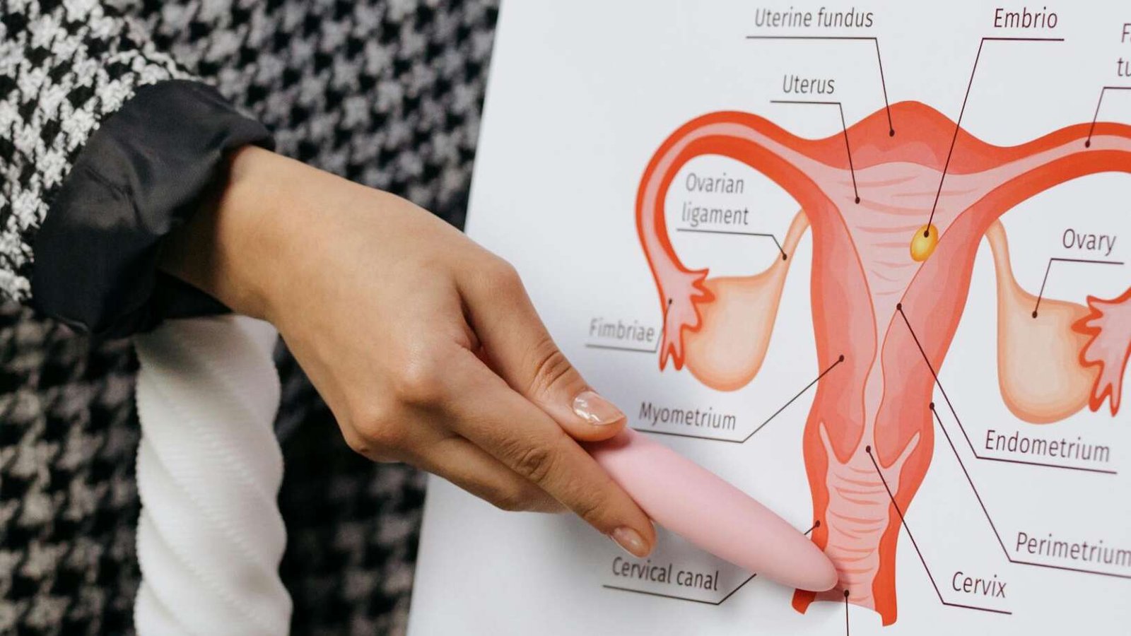 A person presents a detailed diagram of the female reproductive system on a whiteboard.