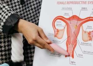 A person presents a detailed diagram of the female reproductive system on a whiteboard.