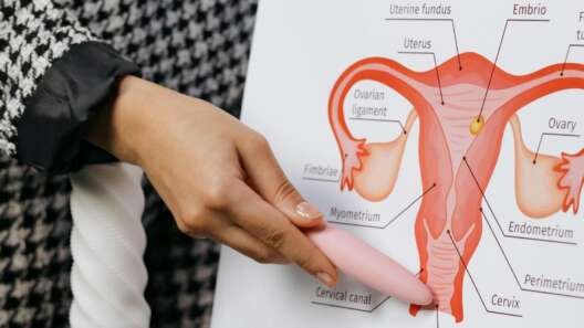 A person presents a detailed diagram of the female reproductive system on a whiteboard.