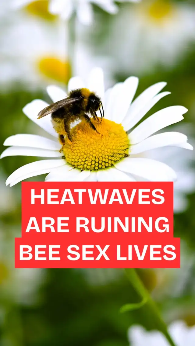 What do bees, heatwaves and reproductive health have to do with each other?

More than you might think.

The full script, with links to the studies and sources, is in our bio.